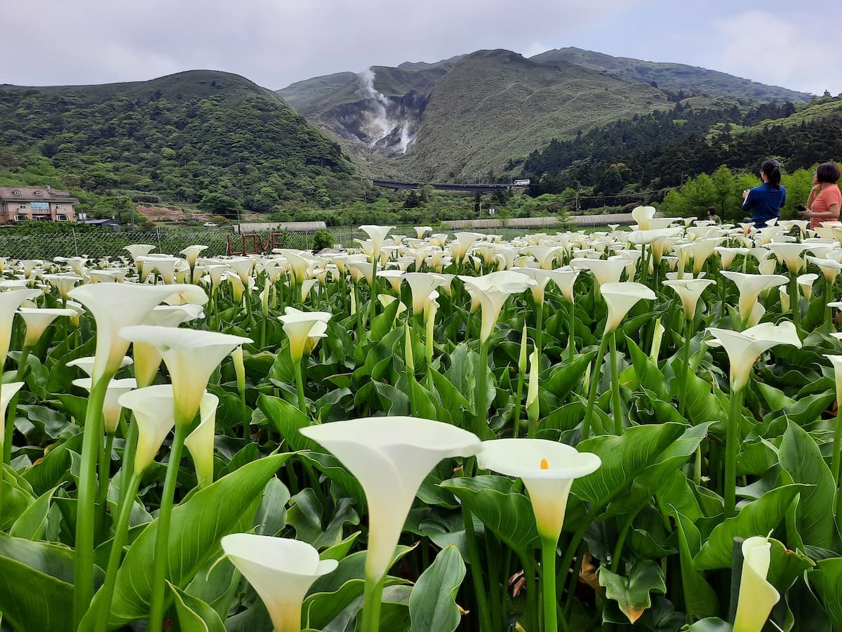 alt-陽明山國家公園推動友善農業成果豐碩　 竹子湖海芋獲綠色保育標章-1