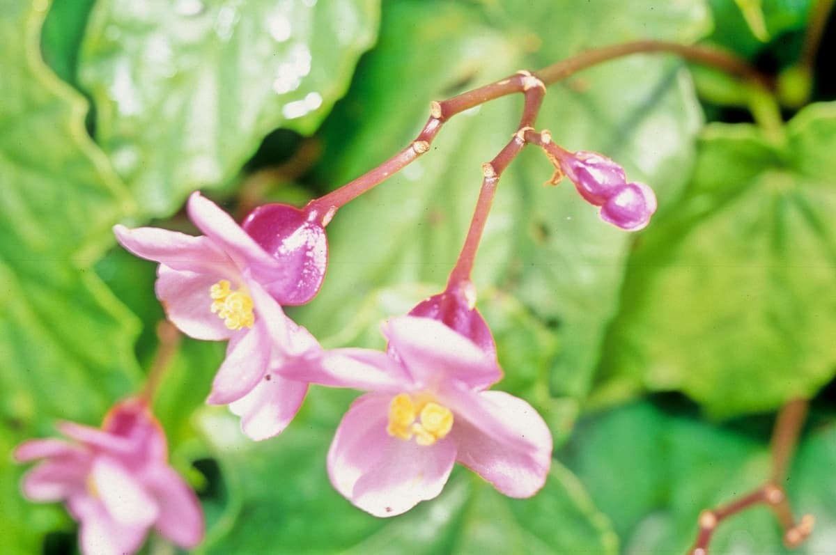 「感受生命能量」 邀請長者走訪二子坪療癒身心(2)