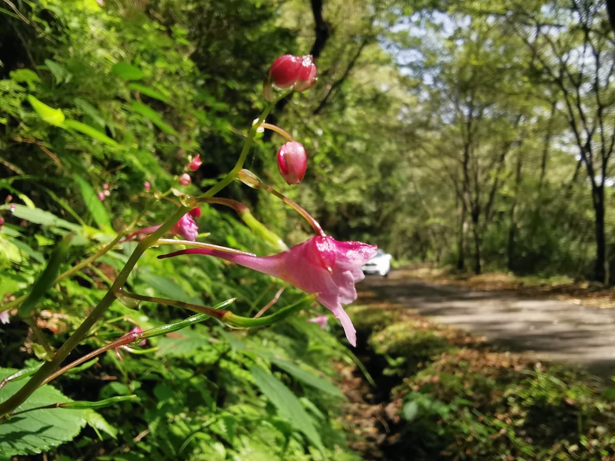 alt-雪霸國家公園觀霧暑期系列活動 跟著山椒魚遊觀霧 探索觀霧生態魅力!-1