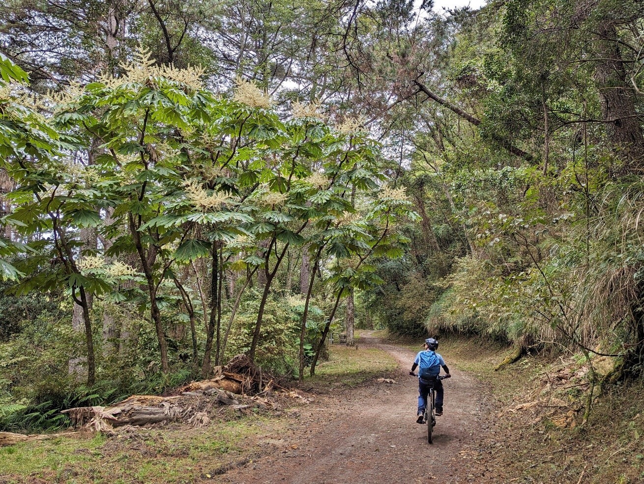 目前雪霸處已經開放腳踏自行車、電動輔助自行車行駛於大鹿林道東線/雪霸處提供