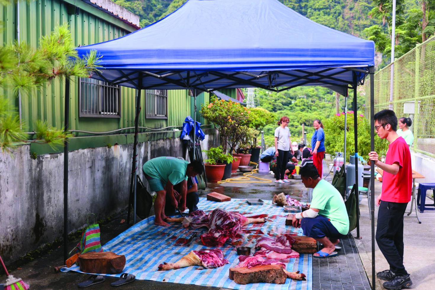 部落中若有喜事，族人必定齊聚，殺豬慶祝