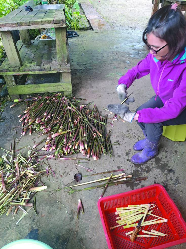 野生箭筍是同禮部落的特色農特產品