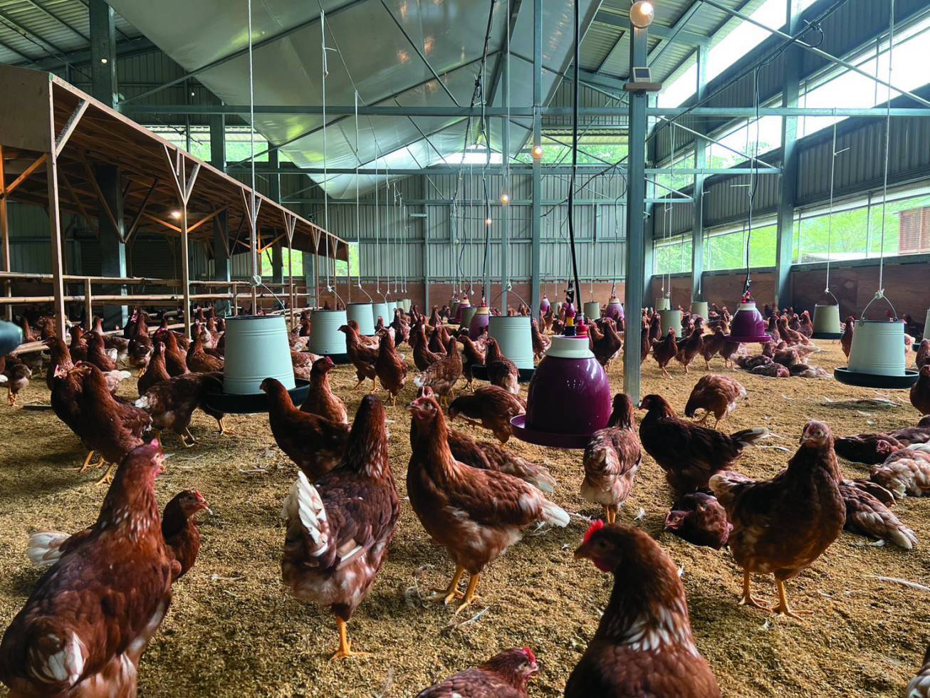 符合母雞生活習性而設計的非籠飼環境讓雞隻能自由活動與進行 沙浴／家樂福 提供