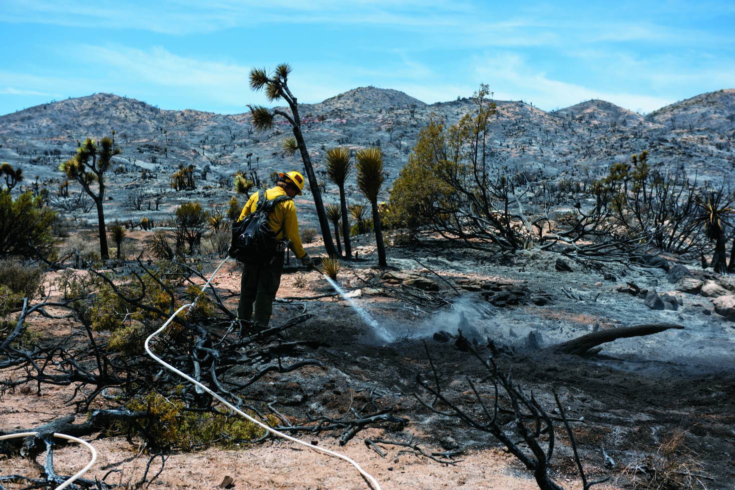 加州約書亞樹國家公園變得更熱、更乾燥， 威脅沙漠荒地及其文化延續