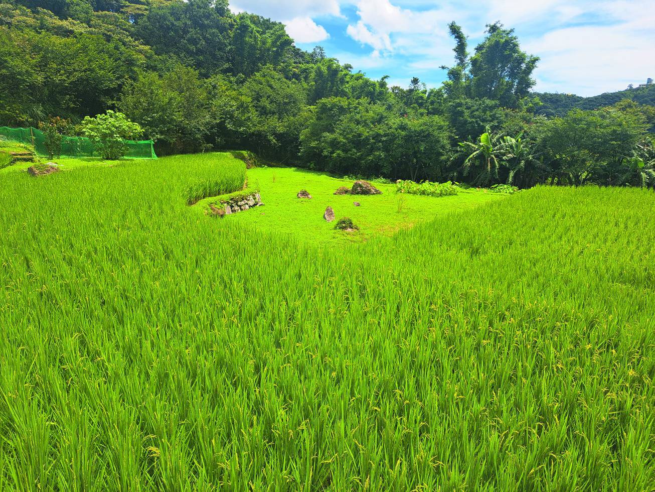 在有機或友善耕作的農田中，可發現作物和環境都保持旺盛的生命力（圖為陽明山國家公園內的友善耕種的田區）／陽管處 提供