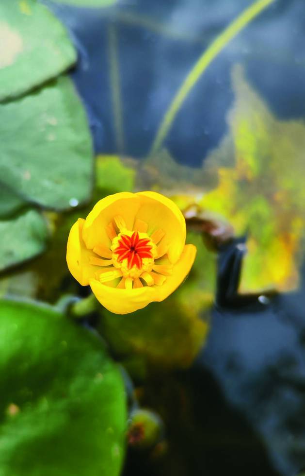 臺灣萍蓬草特寫／方偉達 攝