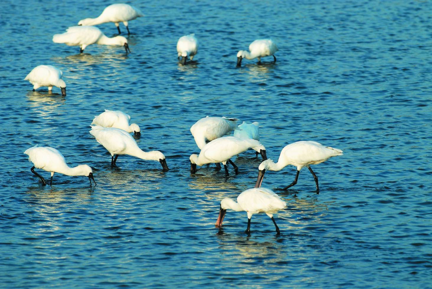 來臺渡冬覓食的黑面琵鷺／台管處 提供