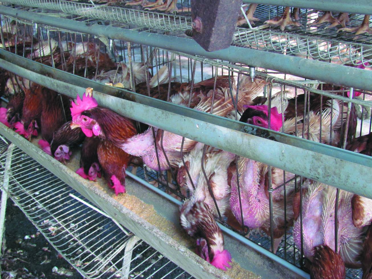 籠飼環境緊迫且髒亂／家樂福 提供