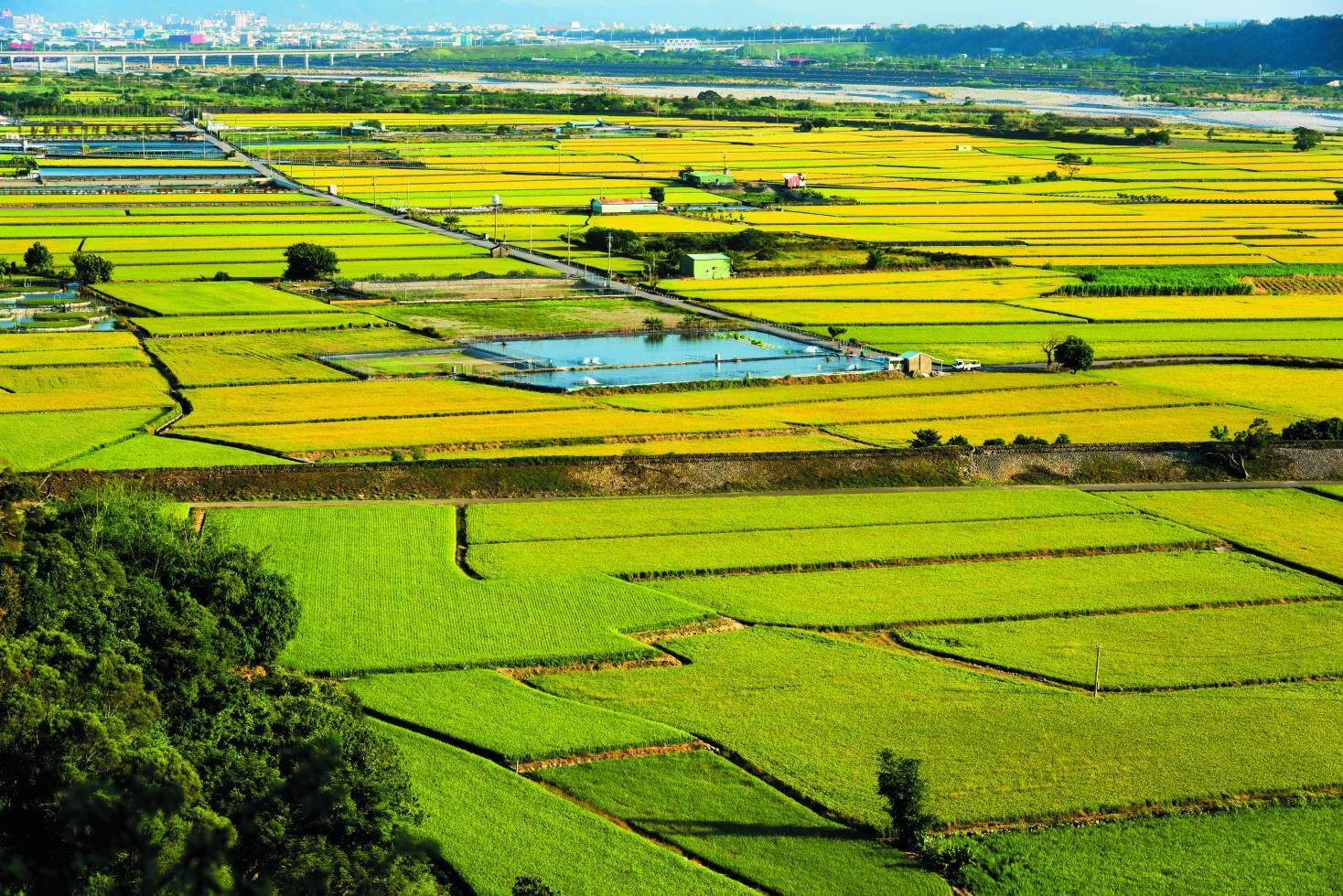 稻田、魚池，都是一種濕地／BING-JHEN HONG 提供（iStock）