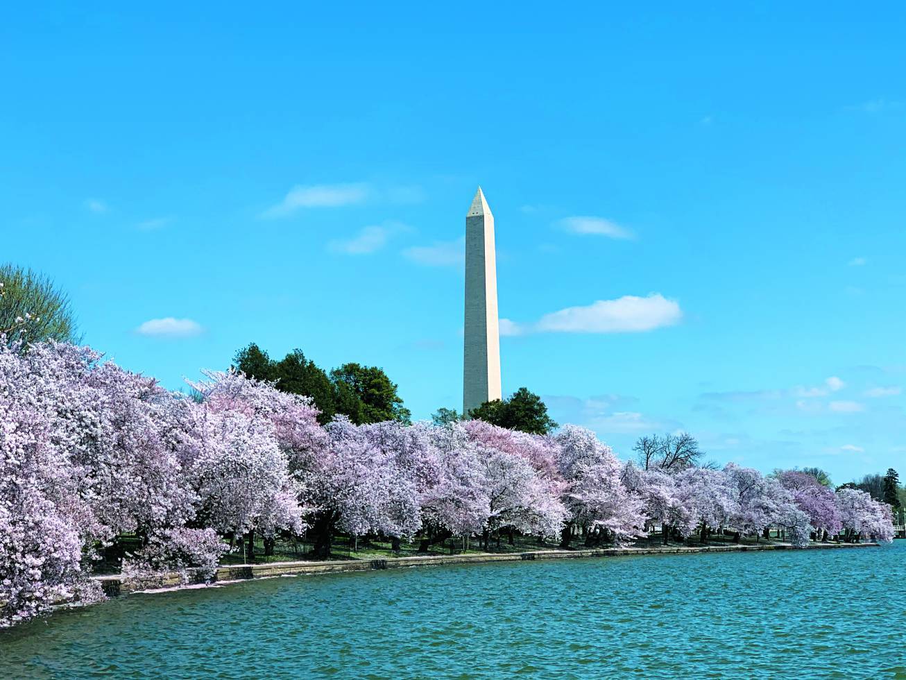 氣候變遷不僅影響櫻花的開花時間，也使紀念碑受損速度加劇（圖為美國國家公園署管理的華盛頓紀念碑）