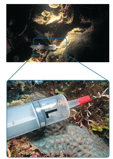 以50毫升針筒吸取珊瑚精卵／海生館 提供（下：鄭國佑 攝）