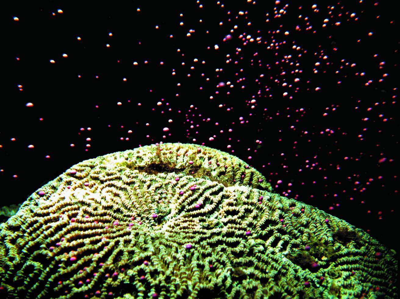 密集迷紋珊瑚／墾管處 提供