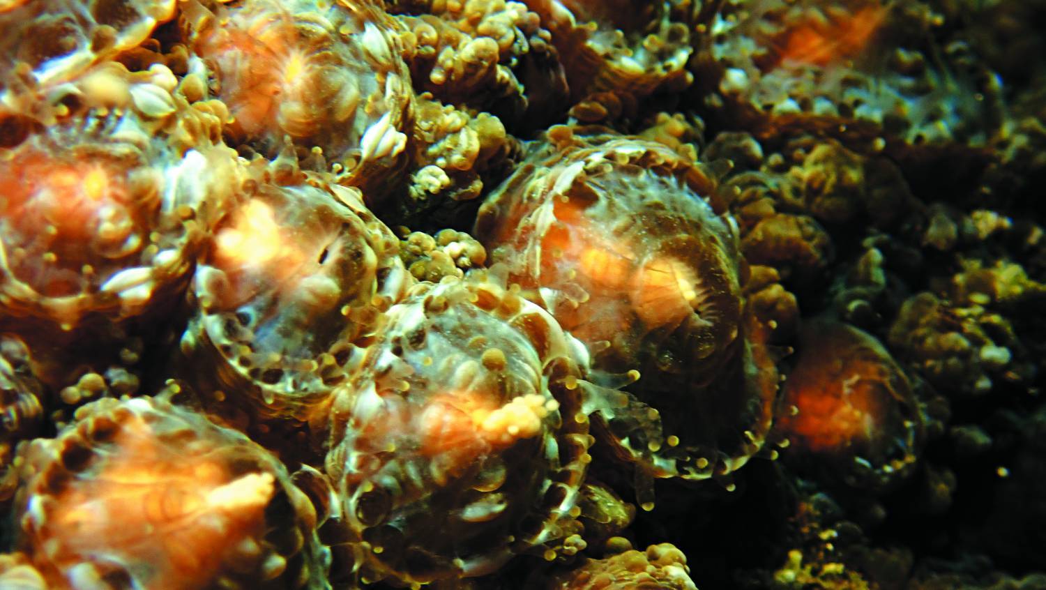 刺葉珊瑚 / 海生館 提供