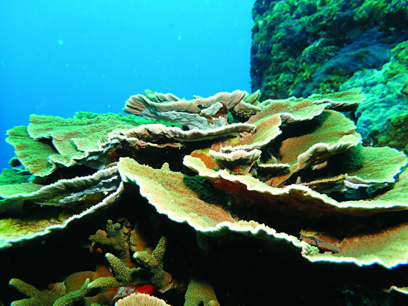 群聚的表孔珊瑚／海生館 提供