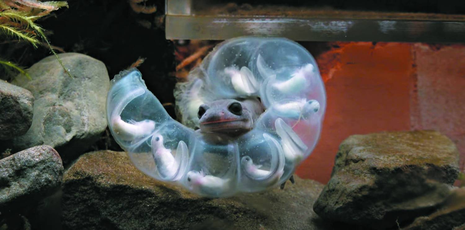 攝影鏡頭首次記錄下阿里山山椒魚護卵過程（截自影片：《雲嶺間的靜默信使：阿里山山椒魚繁殖之謎》 