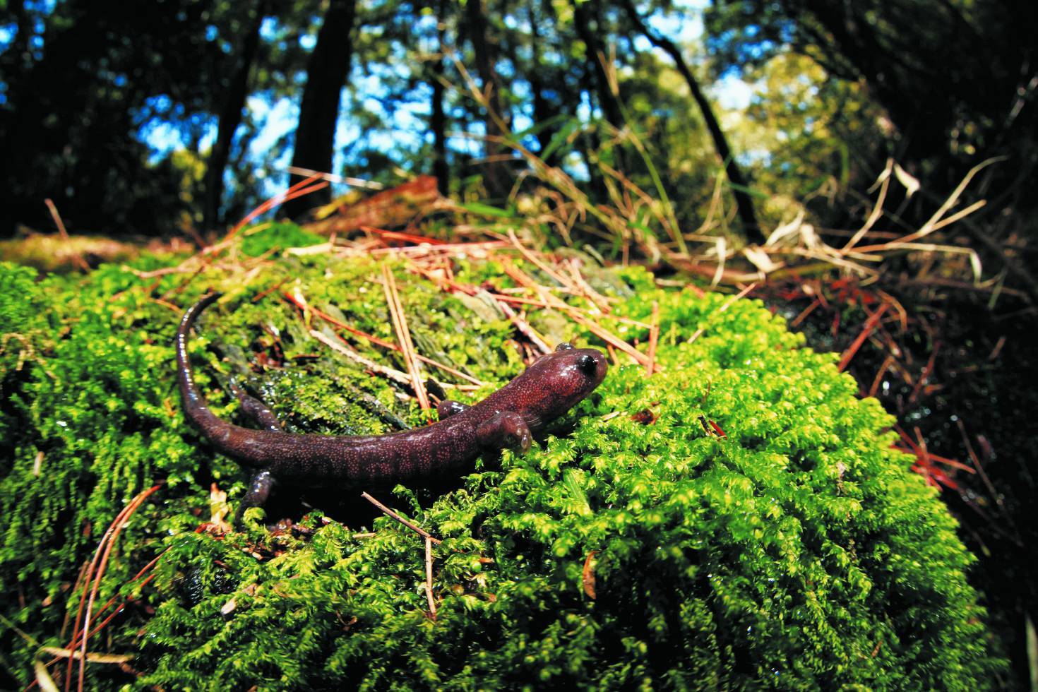 棲息在玉山國家公園的阿里山山椒魚，是環境狀態的重要指標。