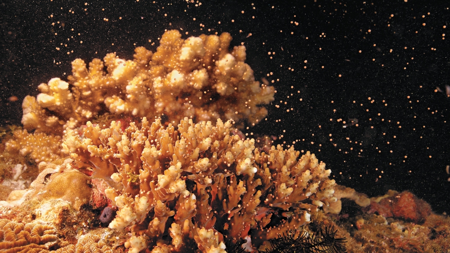 軸孔珊瑚 / 海生館 提供