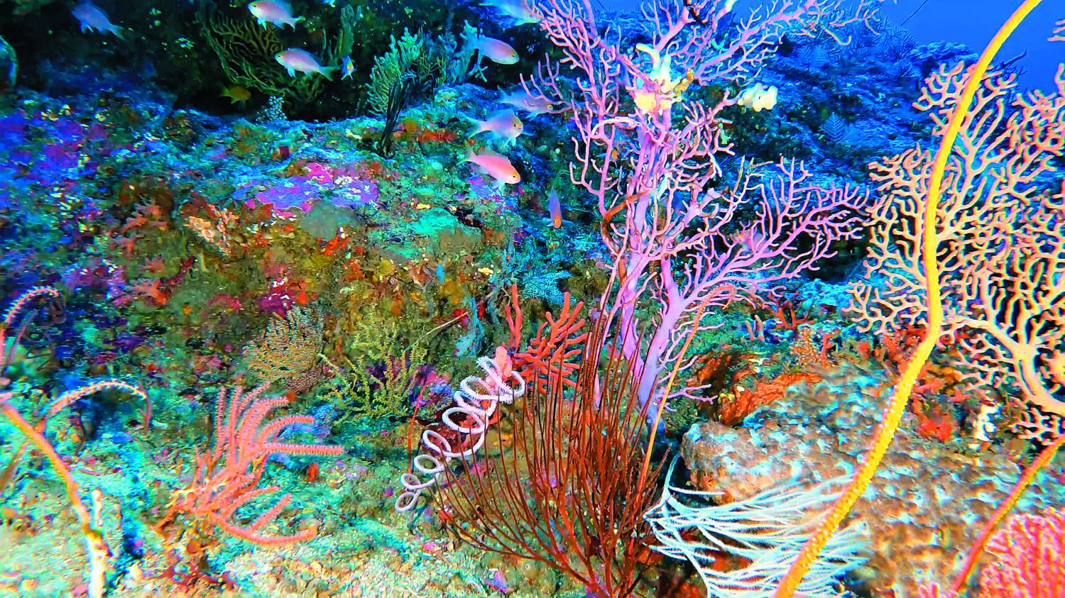 恆春半島頂白砂外50米的中光層珊瑚／海生館 提供
