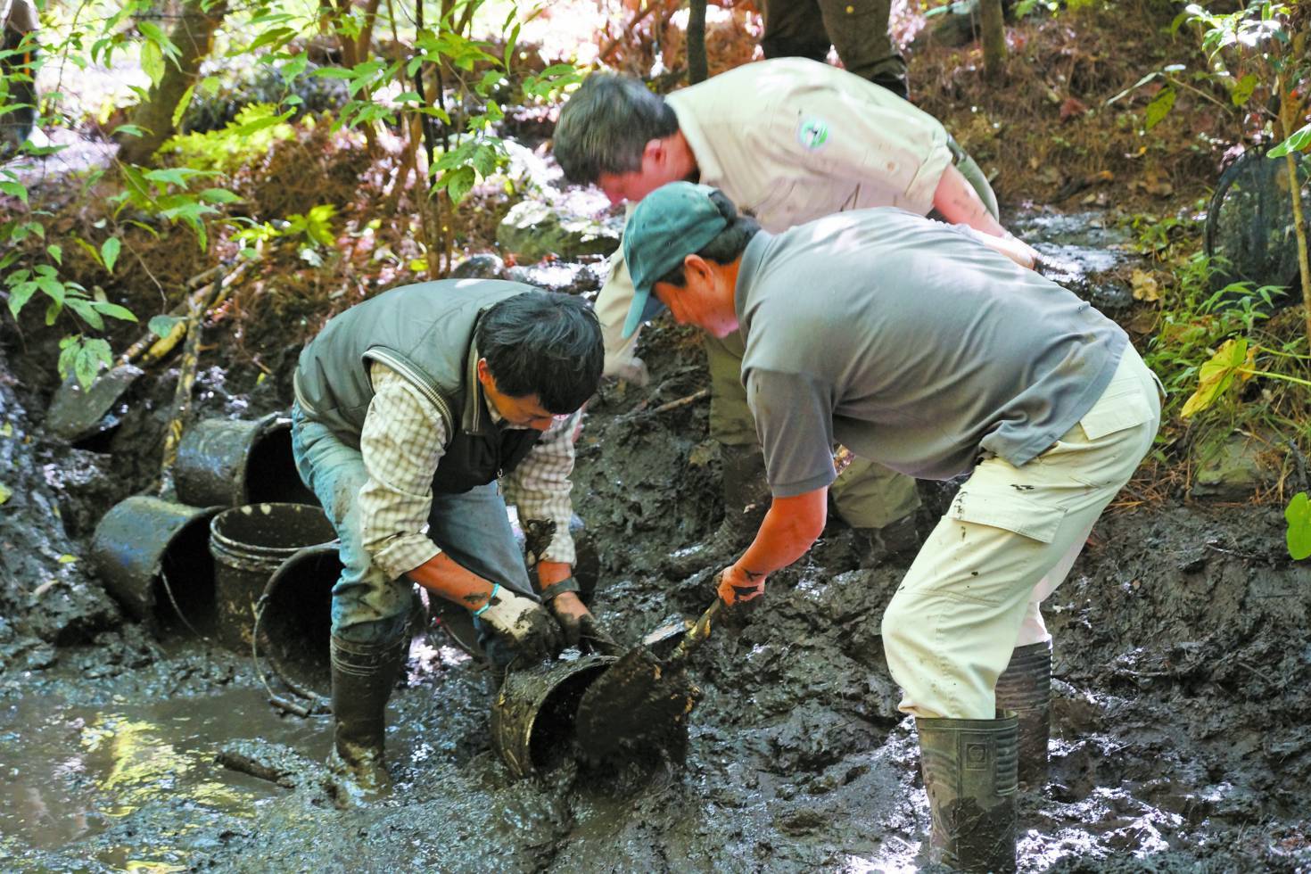 生態復育：進行觀霧山椒魚棲地營造／雪管處 提供