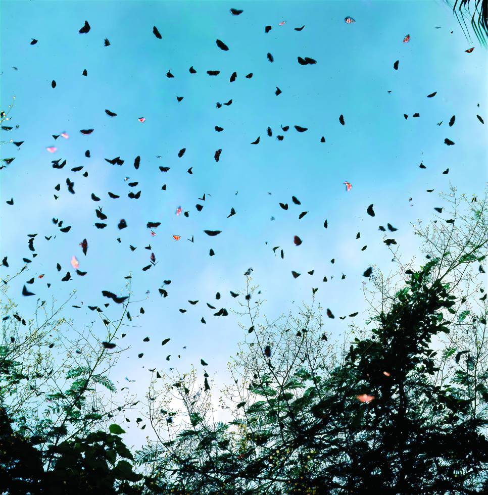 紫斑蝶在核三廠的天空中飛舞／詹家龍 提供