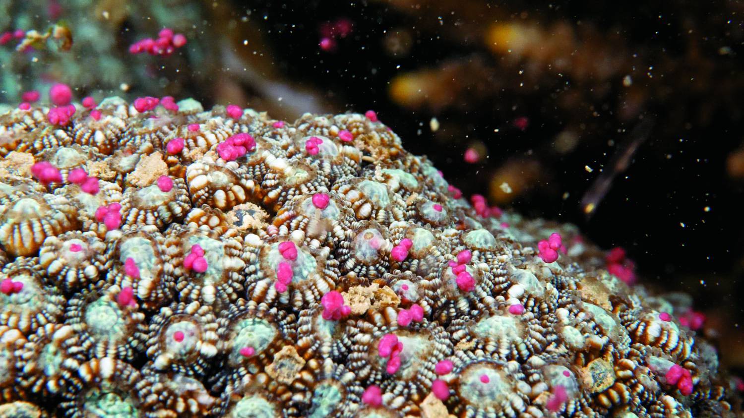 柯氏角菊珊瑚 / 海生館 提供
