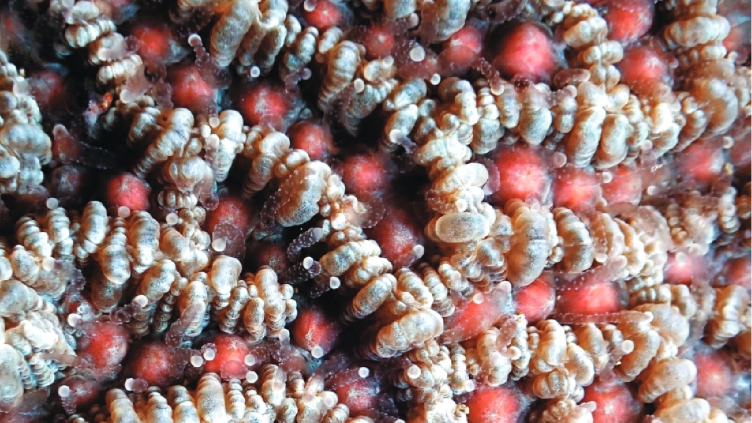 腦紋珊瑚 / 海生館 提供（楊東霖 攝）