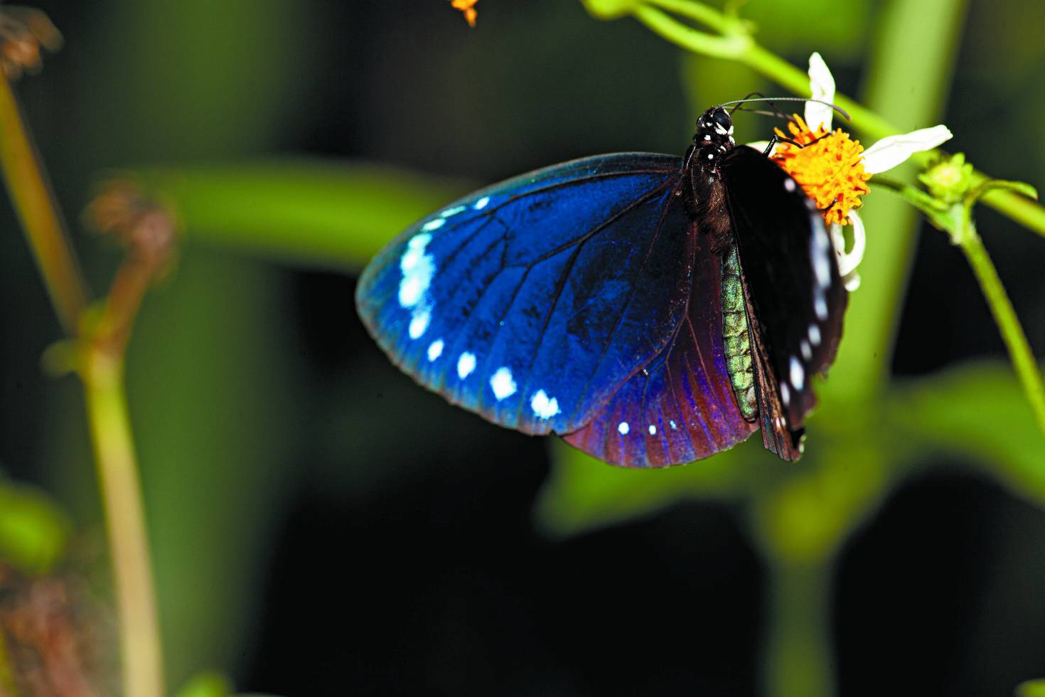 小紫斑蝶／詹家龍 提供