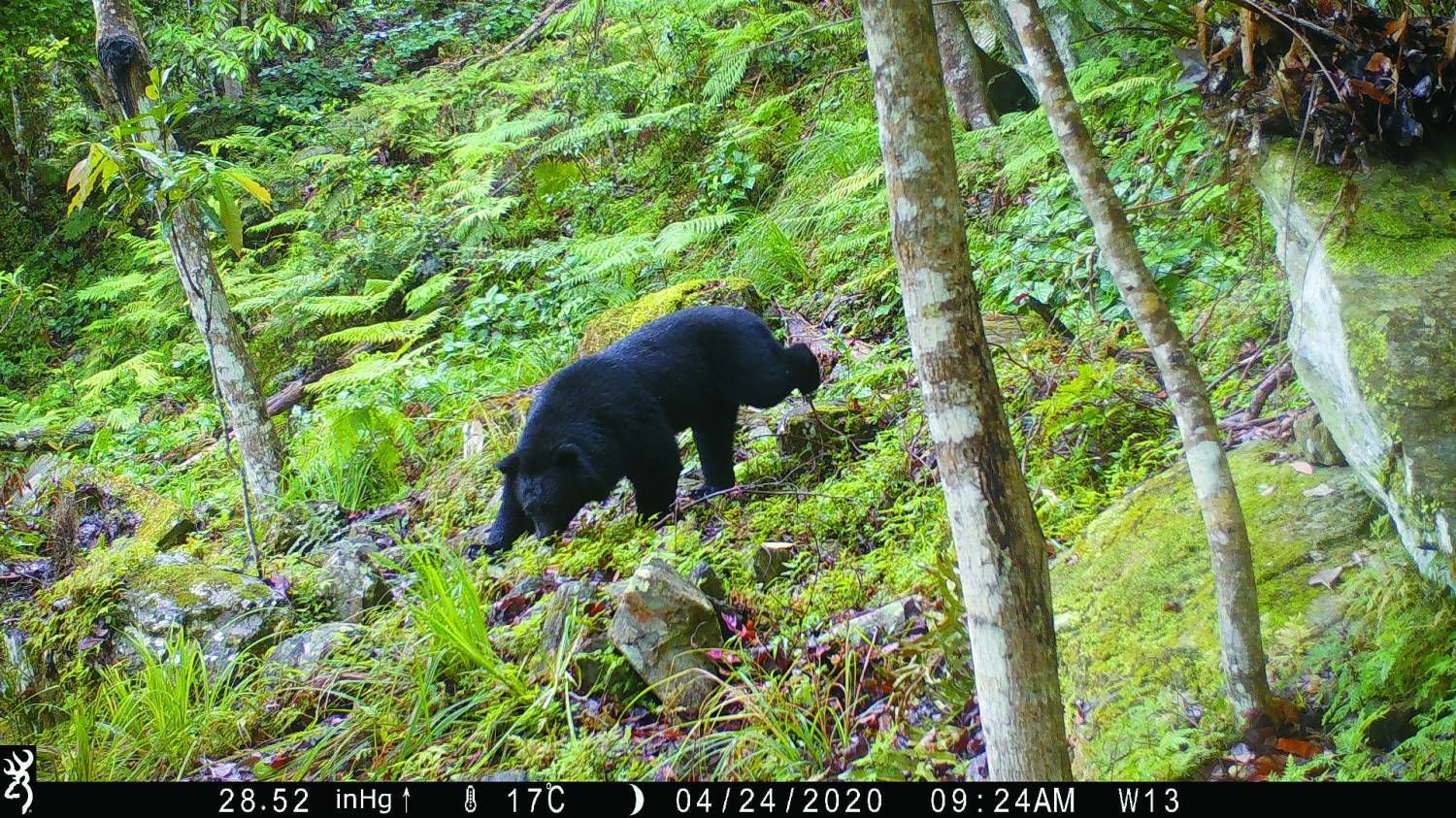 紅外線自動相機捕捉到的臺灣黑熊身影（研究團隊紅外線攝影機 攝）