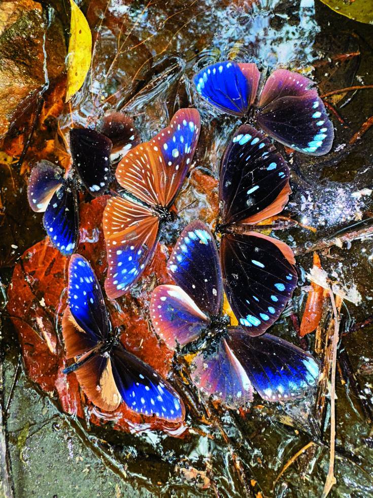 紫斑蝶的翅膀經光線折射，呈現夢幻的藍紫色／詹家龍 提供