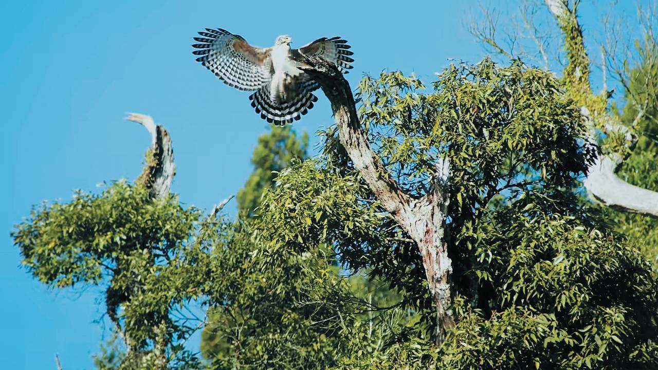 《雲端上的白鷹》記錄下熊鷹活動、育雛的珍貴鏡頭（截自影片：《雲端上的白鷹》）