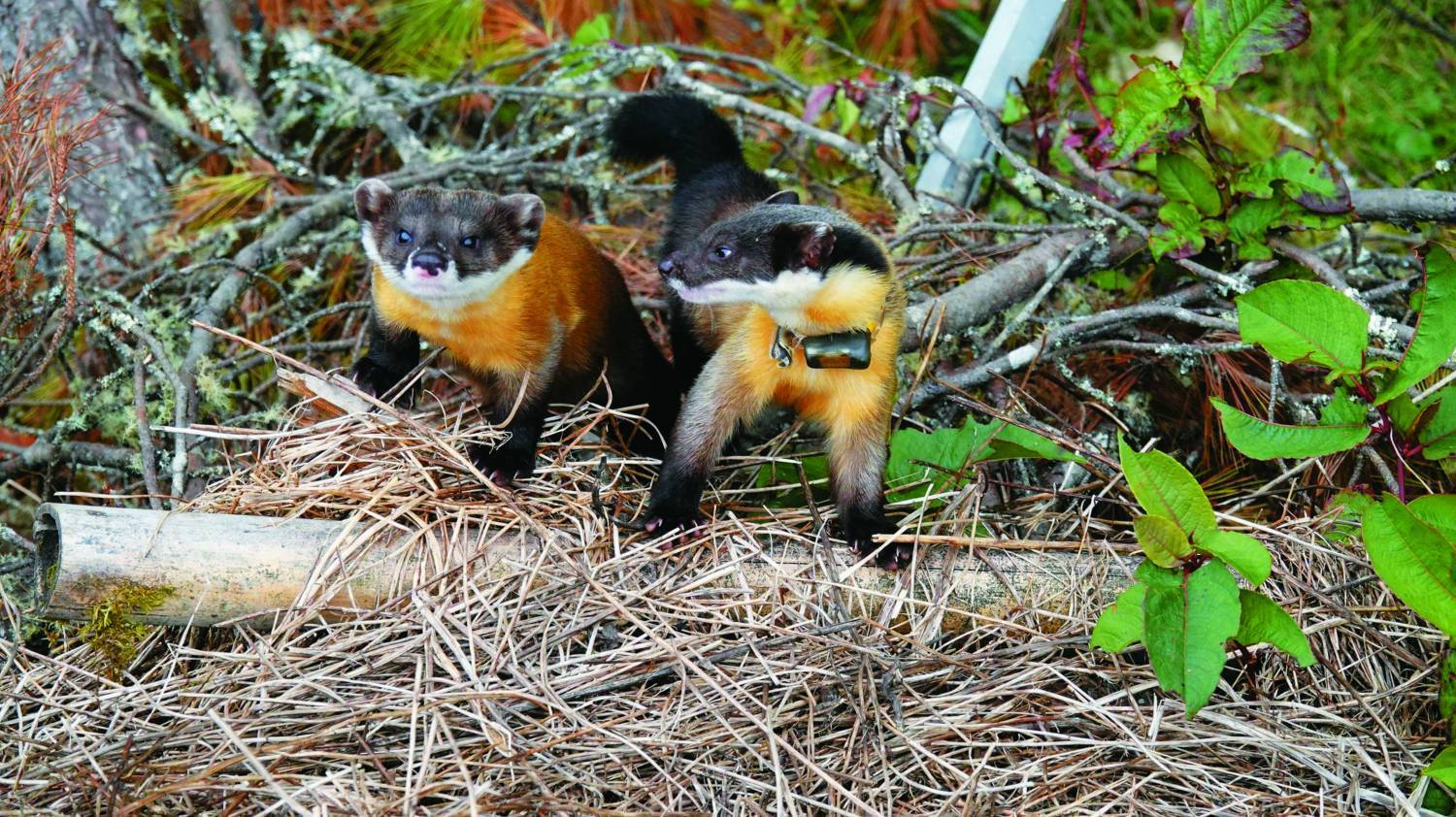 透過捕捉繫放，更加了解黃喉貂的活動狀況（林文傑 攝）