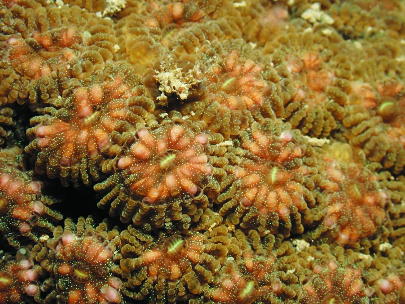 盤星珊瑚精卵束排列在體內，預備同步產卵／海生館 提供