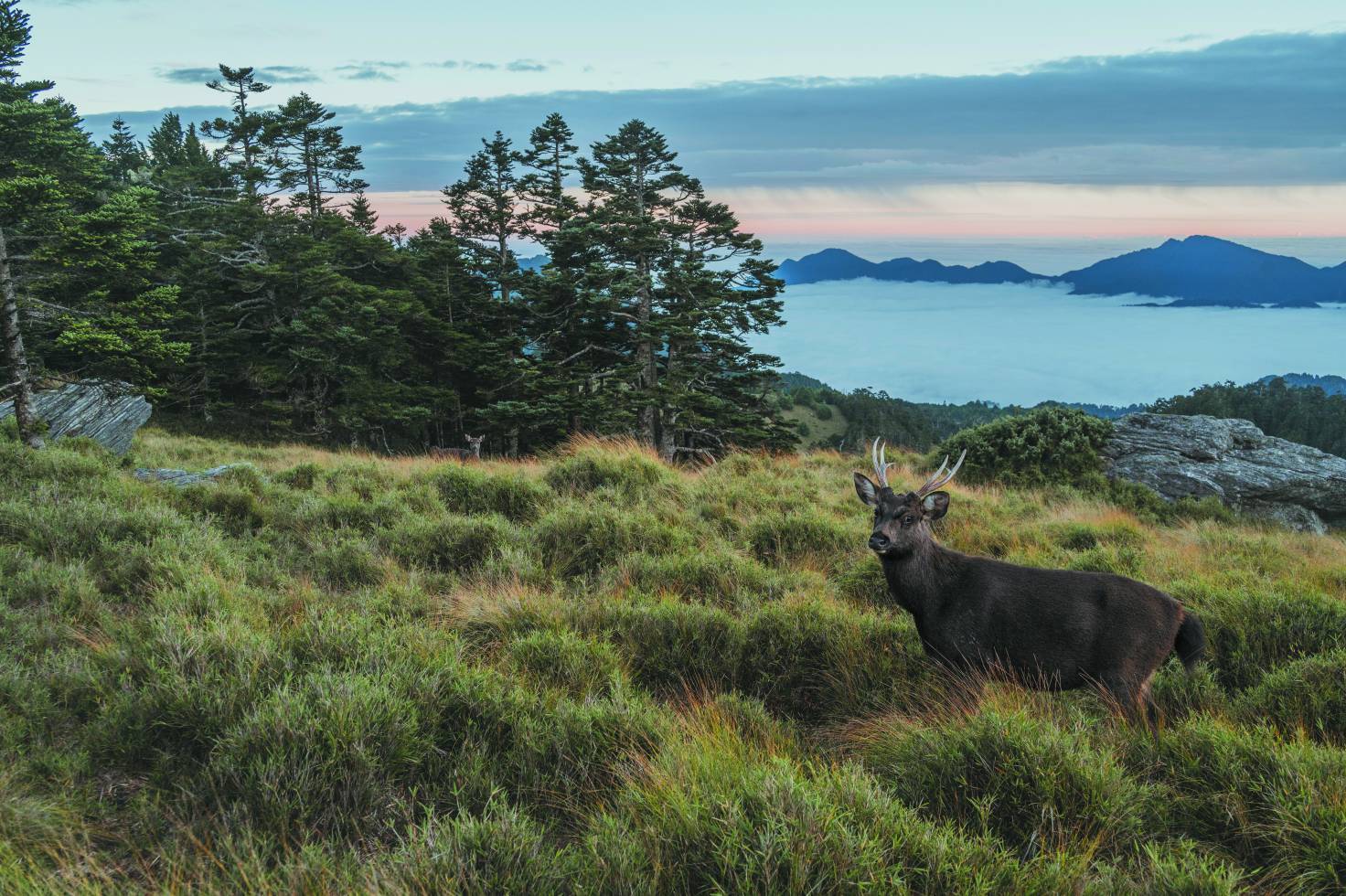 每一個物種，都在生態系統中扮演其角色（攝於奇萊東稜磐石山／賴錦煌 攝