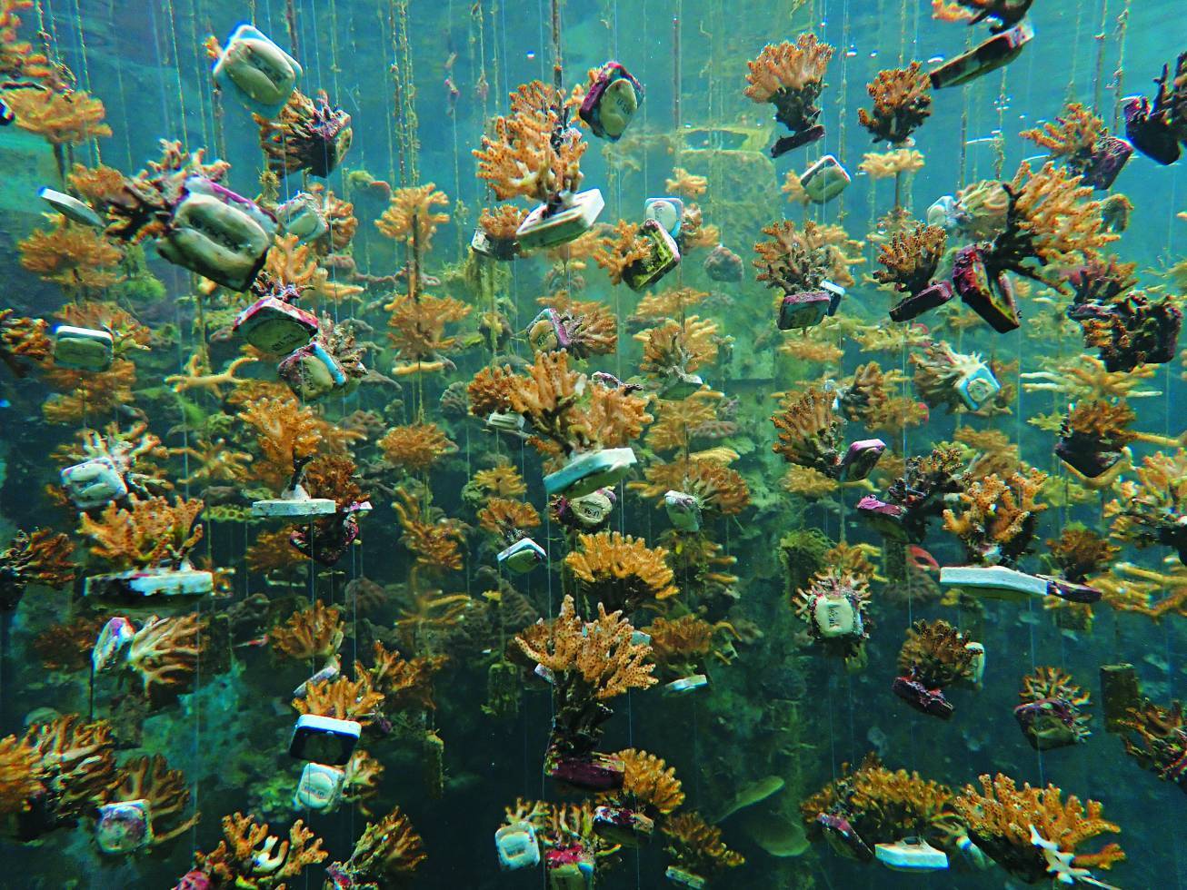 海生館的珊瑚苗圃／海生館 提供（郭富雯 攝）