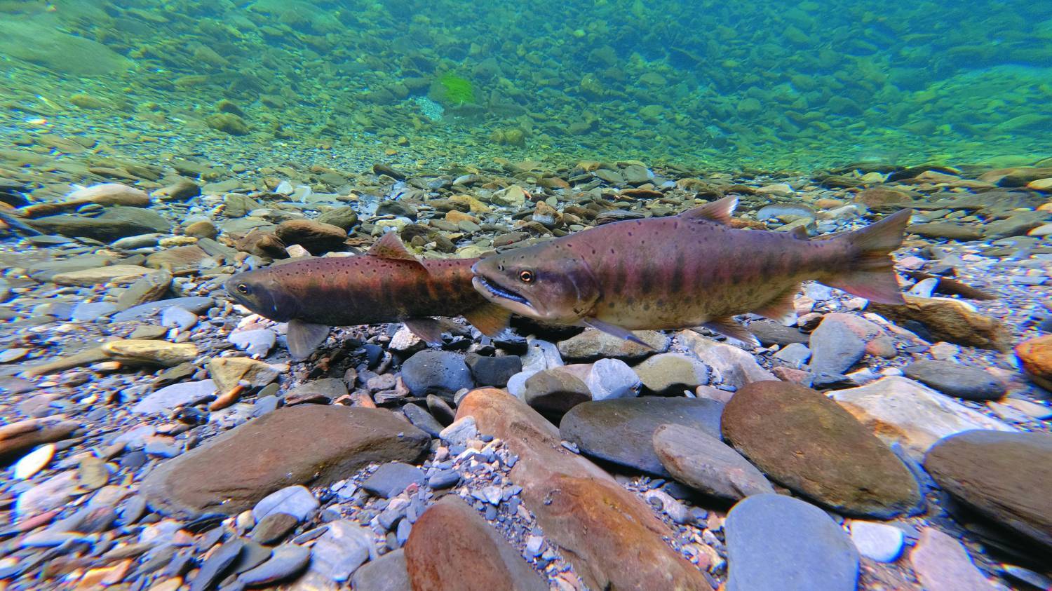 生態復育：臺灣櫻花鉤吻鮭是臺灣十分具有指標性的復育物種／雪管處提供（張燕伶攝）