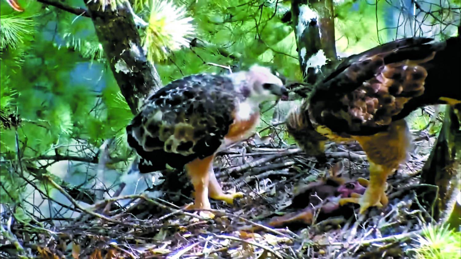 熊鷹育雛（截自影片：《雲端上的白鷹》）