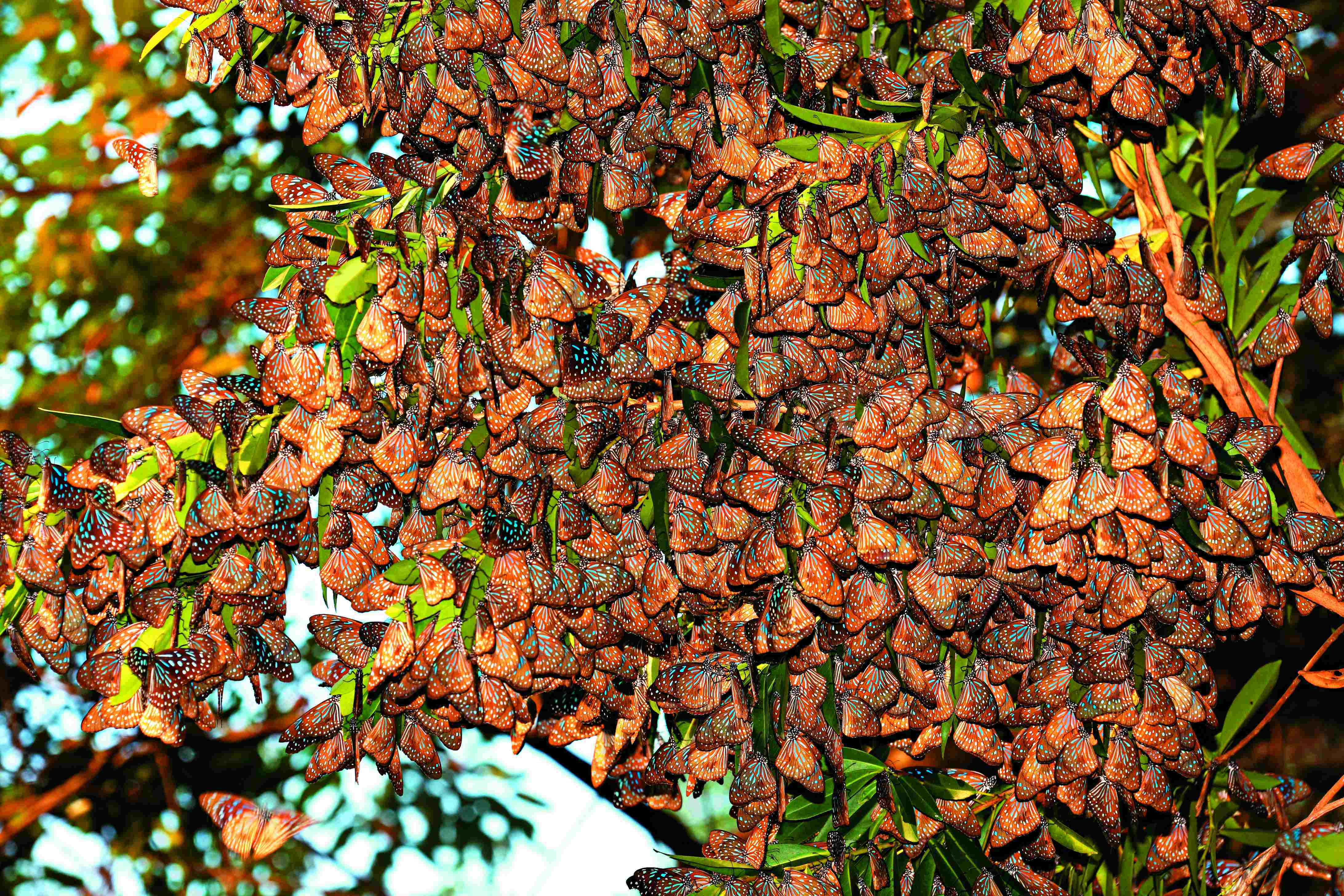 What You Can Do for Conservation