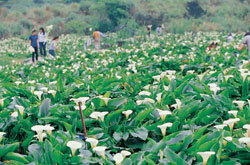 Alocasia Macrorrhiza