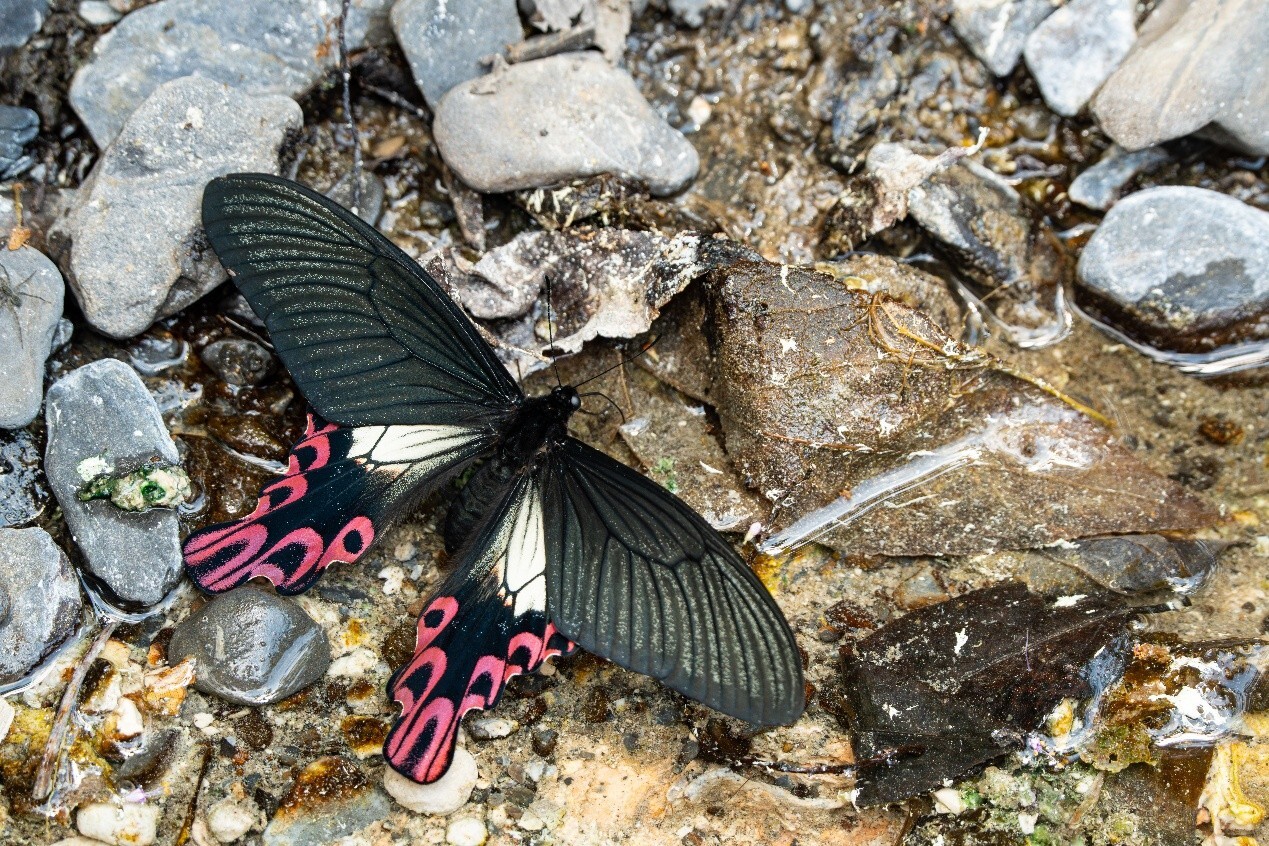 alt-雪霸國家公園瀕危物種保育講座報名開始-瞭解臺灣寬尾鳳蝶 營造翩翩起舞棲地-2