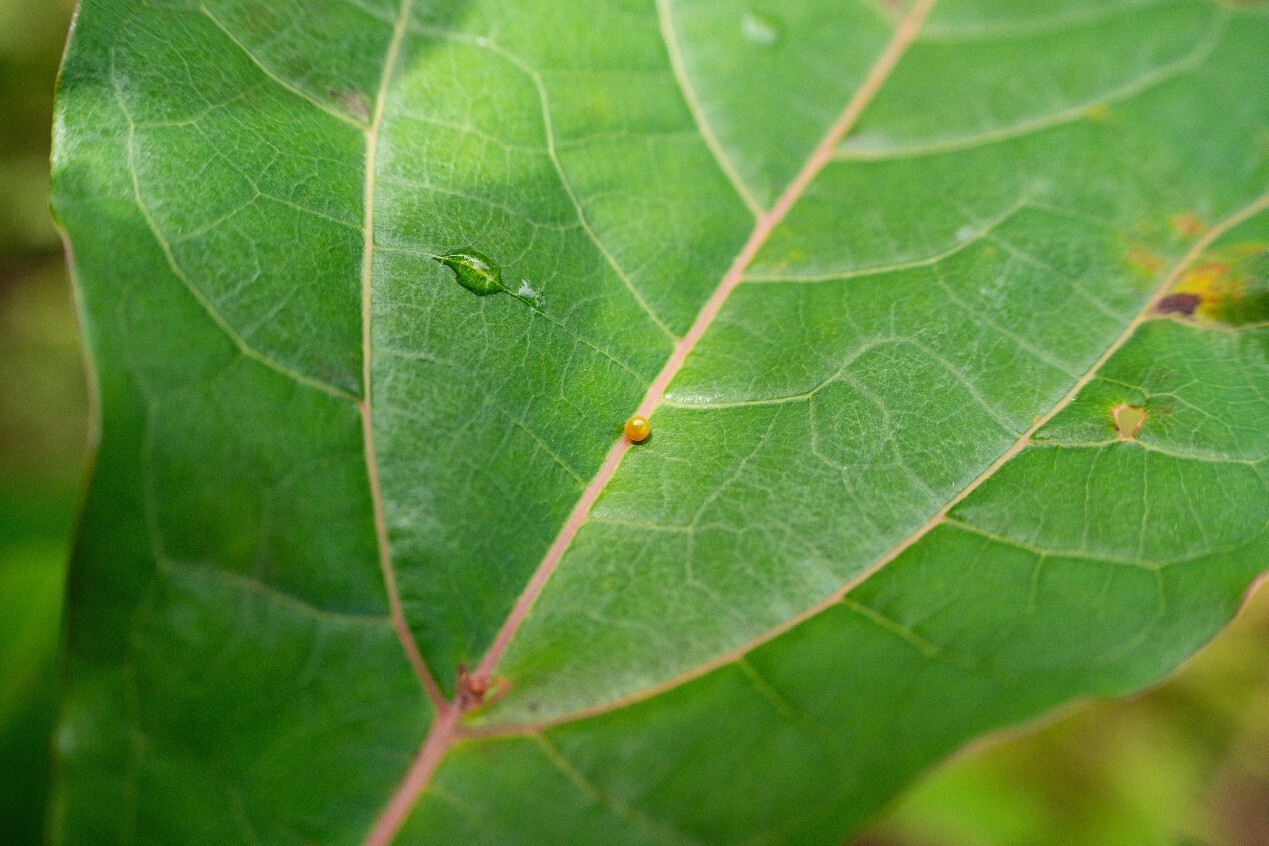 圖2_臺灣寬尾鳳蝶產卵於臺灣檫樹葉片(雪管處資料照片)