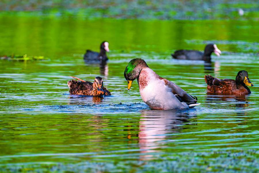 冬羽翩翩龍鑾潭