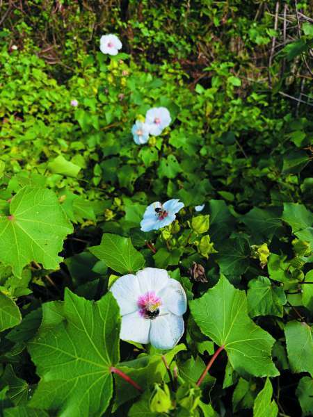 山芙蓉花開代表秋天來臨