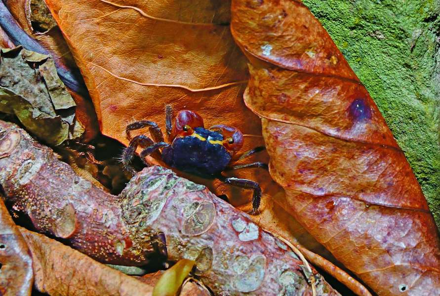 海岸林下奧氏後相手蟹