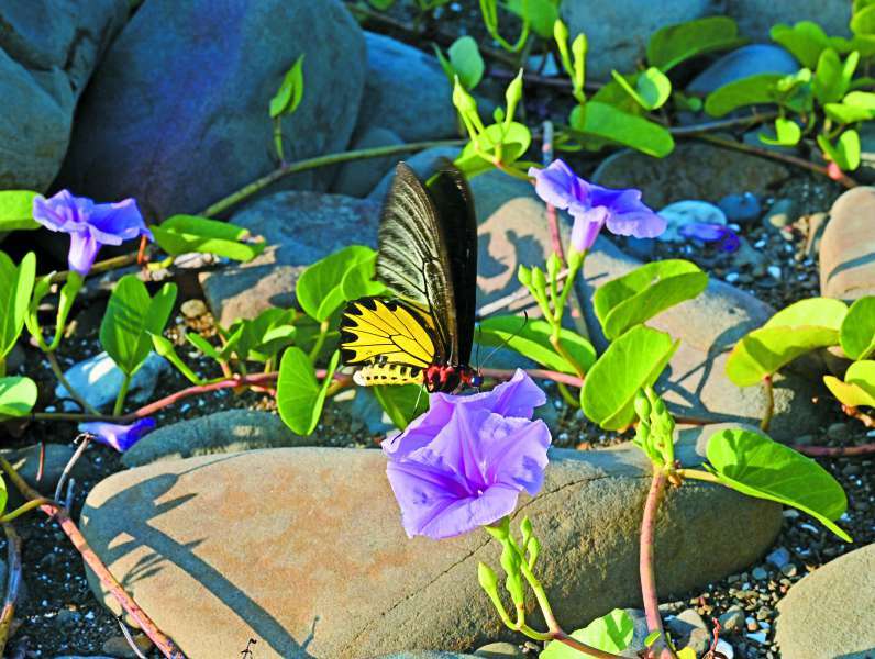 黃裳鳳蝶在馬鞍藤花中覓食