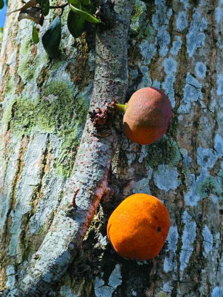 大果藤榕的果實成熟後被人們拿來製作天然果凍
