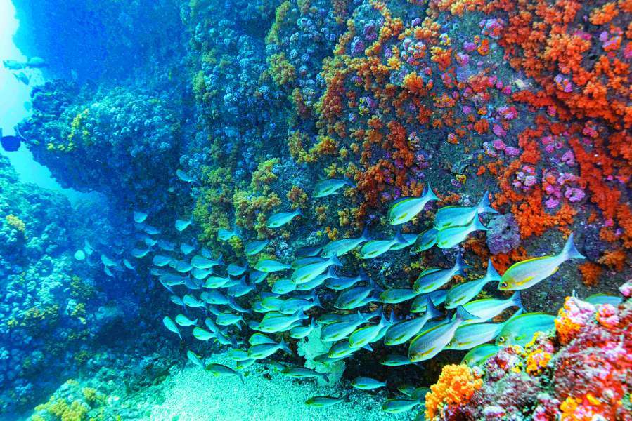  The aquatic ecosystems of South Penghu Marine National Park./Provided by OCA