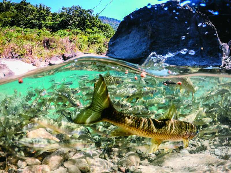 The Taiwan shovel-jaw carp in Tanayiku Creek—this endemic species thrives only in clean, high-quality waters. (Photo by Liu
Po-Wen)