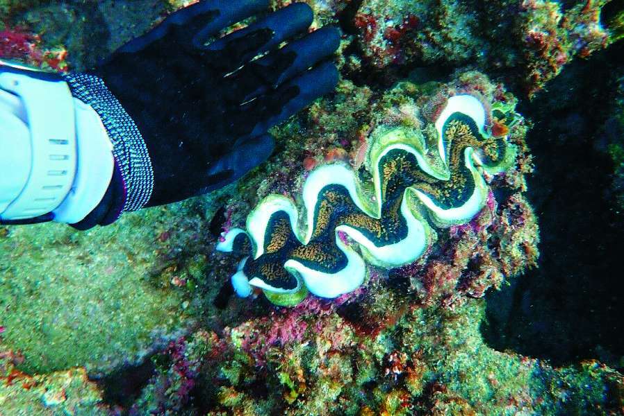 海洋保護區水下調查發現硨磲貝