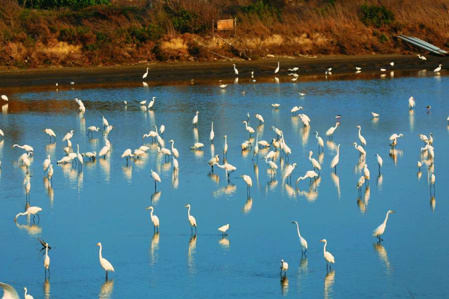 黑面琵鷺在魚塭中活動