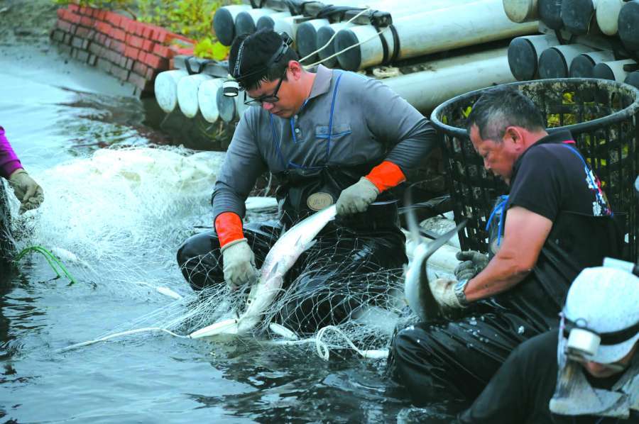 收成時，要將魚在最新鮮的狀態送出，一刻不能耽擱